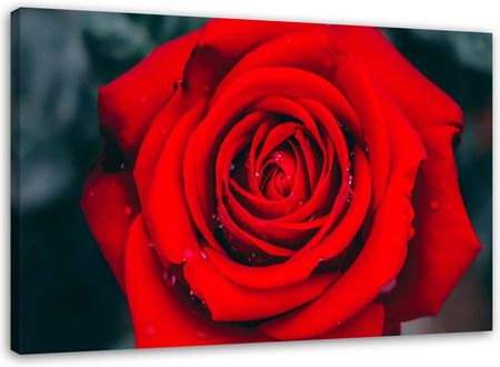Feeby Obraz Na Płótnie Piękna Czerwona Róża 100X70