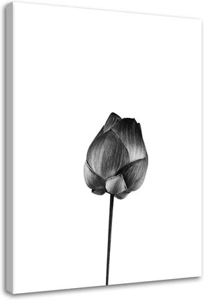 Feeby Obraz Na Płótnie Kwiat Z Łodygą 80X120