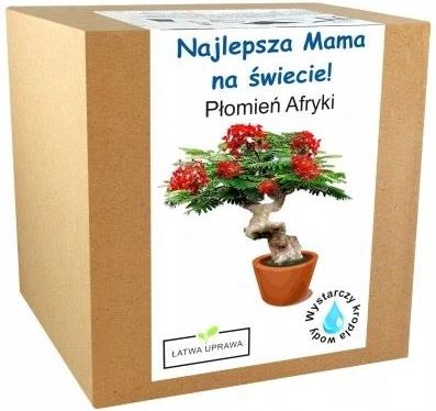 Łatwa Uprawa Płomień Afryki Drzewko Bonsai Prezent Dzień Matki Unikalny Wyjątkowy  