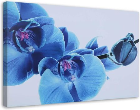 Feeby Obraz Na Płótnie Niebieski Storczyk Gałązka Z Kwiatami 100X70