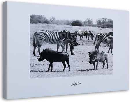 Feeby Obraz Na Płótnie Afryka Zebry Sawannie 60X40