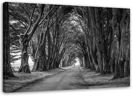 Feeby Obraz Na Płótnie Leśna Aleja Drzew Czarno Biały 90X60