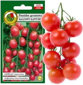 Pomidor Malinowy Kapturek Do 600 Owoców Bez Gmo 1g