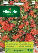 Zdjęcie Pelargonia Zwisająca Czerwona 7Z Vilmorin - Kłodzko