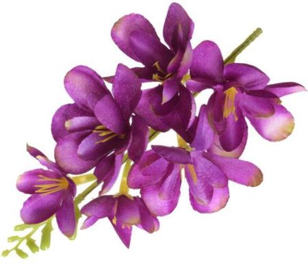 FREZJA mięsista główka kwiat Purple