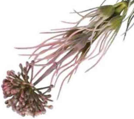 Czosnek gałązka kwitnąca Trawka Pink sztuczne kwiaty jak żywe