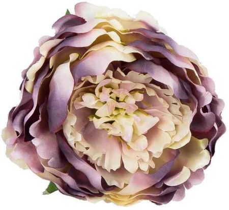 Peonia główka kwiat PIWONIA Violet/Cream