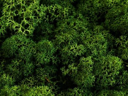 MECH Chrobotek Reniferowy (1.Moss Green) 2,5 kg mech na ścianę, mech norweski, zielony