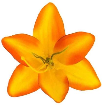 LILIA Kwiat satynowa główka Yellow/Orange