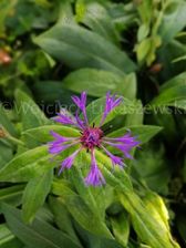 Zdjęcie Chaber górski bylina doskonała do ogródu skalnego - Rogoźno