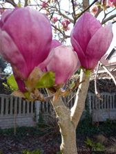 Zdjęcie Magnolia pośrednia krzew o czarujących kwiatach - Margonin