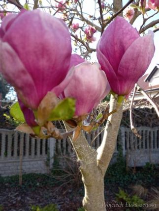 Magnolia pośrednia krzew o czarujących kwiatach