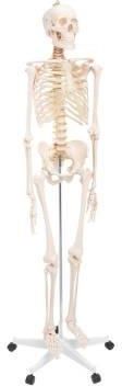 Model szkieletu człowieka 180 cm 4FIZJO