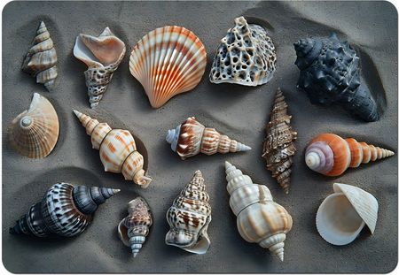 Bertoni Podkładka Shells 29x42 (PO273)