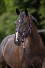 Covalliero Kantar Dla Konia Hippo Fioletowy Roz. Pony