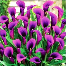 Coriander Kalia Kalla Calla Zantedeschia Fioletowa Grape Velvet Cebulki 1szt.