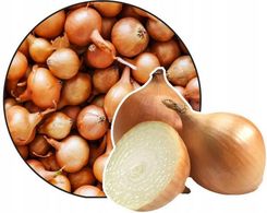 Cebula Dymka Stuttgarter 500g Wiosenna