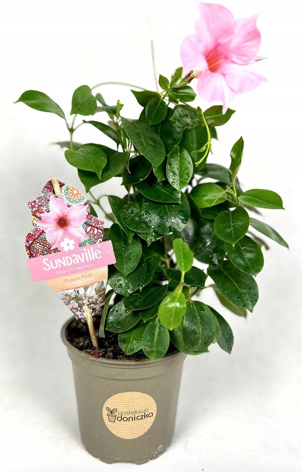 Sundavilla Sundaville Cream Pink Mandevilla (Dipladenia) Don P12 - Ceny ...