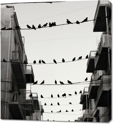 Zakito Posters Obraz 90x100cm Miejski Motyw z Ptakami
