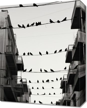 Zakito Posters Obraz 40x50cm Miejski Motyw z Ptakami