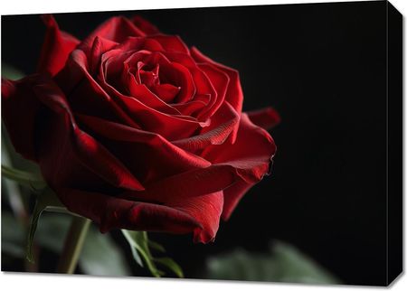 Zakito Posters Obraz 70X50Cm Róża W Półcieniu