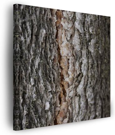 Marka Niezdefiniowana Obraz na płótnie Natura Kora Drzewa 90x90