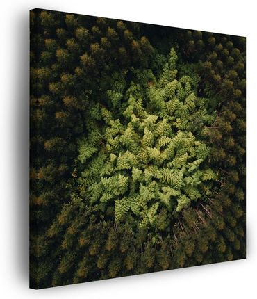 Marka Niezdefiniowana Obraz na płótnie Natura Drzewa z Lotu Ptaka 50x50
