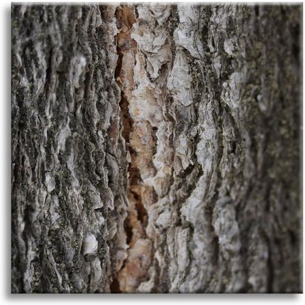 Marka Niezdefiniowana Obraz na płótnie Natura Kora Drzewa 80x80