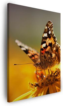 Marka Niezdefiniowana Obraz na płótnie Zwierzęta Motyl na Kwiatku 60x100