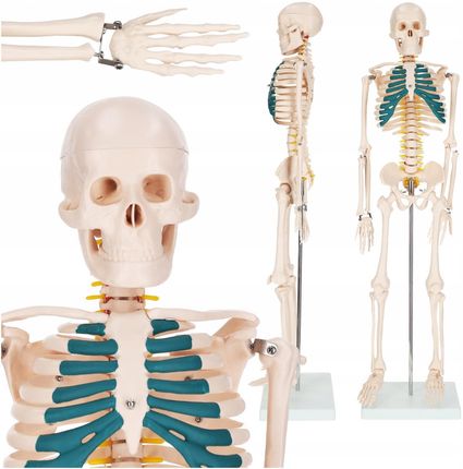 Model szkieletu człowieka 85 cm 4FIZJO