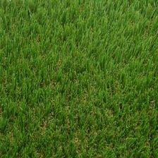 Zdjęcie Sztuczna Trawa Teramo 2m - Ząbki