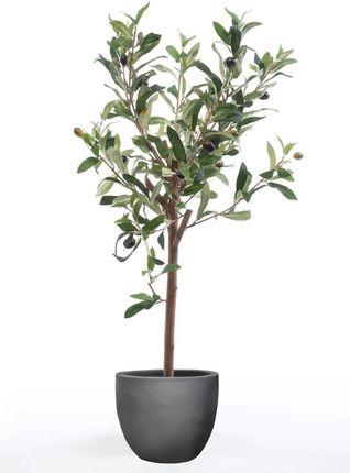 Zakito Europe Drzewko Oliwne Emerald 40x25x65cm Zielone (ZE435920)