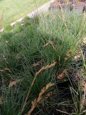 Zdjęcie Kostrzewa Owcza Na Skalniak - Margonin