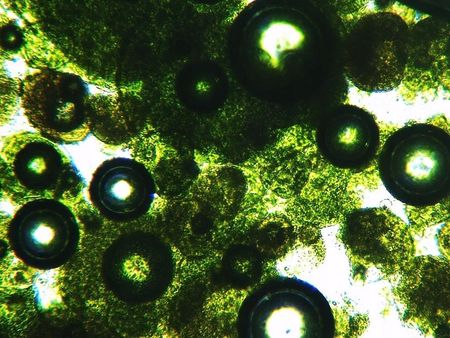 NatVita Sok z Młodego Jęczmienia 150tabletek BIO Tabletki Prasowane 500mg - zdjęcie 4