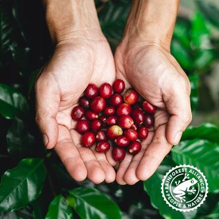 Costa Kawa Decaf Mielona Bezkofeinowa 2X200G - zdjęcie 5