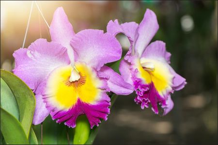 Muralo Fototapeta Kolorowe Kwiaty Orchidee Z Modnym Efektem 3D Dekoracja Abstrakcyjna Tapeta Ścienna Trójwymiarowa 416x254cm