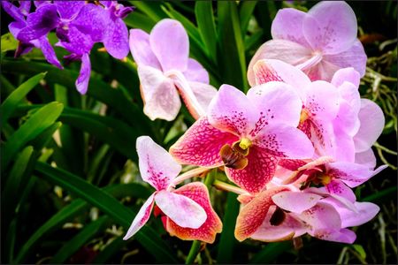 Muralo Fototapeta Kolorowe Kwiaty Orchidee 3D Dekoracja Abstrakcyjna W Stylu Nowoczesnym Do Salonu 368x254cm