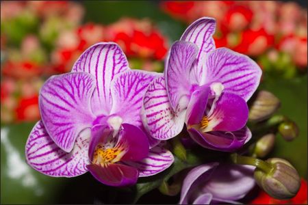 Muralo Fototapeta Dekoracja Ścienna Przyrodnicza Z Widokiem Na Kwiaty Optyczna Orchidea 3D Do Sypialni 400x280cm