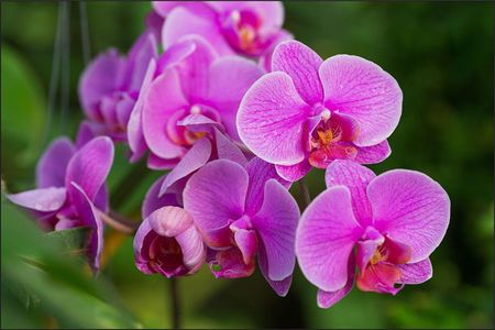 Muralo Fototapeta Abstrakcyjne Dzikie Kwiaty Orchidei 3D Dekoracja Trójwymiarowa Do Salonu 300x210cm