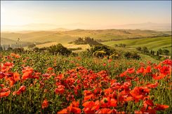 Muralo Fototapeta Pole Maków Dzika Przyroda Natura Tapeta Ścienna Z Modnym Efektem 3D 400x280cm