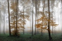 Muralo Fototapeta Egzotyczna Dekoracja Ozdoba Do Salonu Tropikalny Zamglony Las Modna Tapeta Ścienna 3D 300x210cm