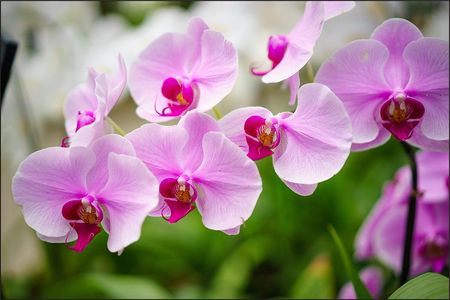 Muralo Fototapeta Krajobraz Z Widokiem Na Kwiaty Orchidei Modnym Efektem 3D Dekoracja Ścienna Abstrakcyjna 520x318cm