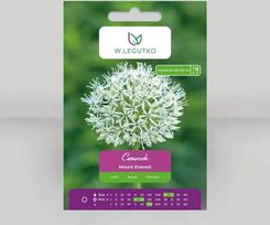 Zdjęcie W. Legutko Czosnek Mount Everest Biały 1Szt. Sklep Producenta - Gniewkowo