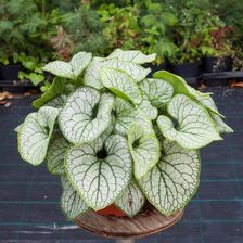Zdjęcie Brunera Silver Heart Brunnera Do Cienia - Poznań