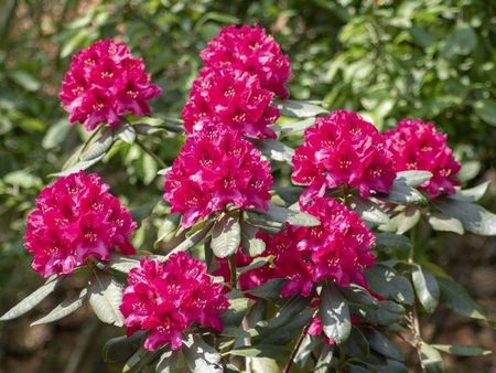 Rododendron Ranecznik Brisanz - Doniczka C3 Dua 3-Litrowa - Ceny i  opinie - Ceneo.pl