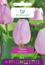Zdjęcie W. Legutko Tulipan Mistic Prince Pojedynczy Wczesny Różowy 4Szt. Producent - Więcbork