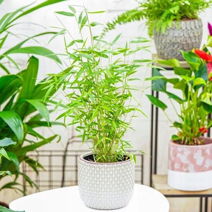 milky way dracaena Dracaena Surculosa 'Milky Way' – Greenspaces.id main image 0