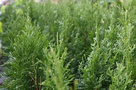 Thuja Szmaragd Tuja Sadzonka Żywopłot Szpaler