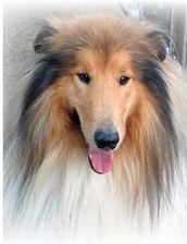 Zdjęcie Titanum Mozaika Diamentowa 5D Lassie 40X30Cm - Nowe Brzesko