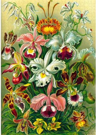 Puzzle Imagination Ernst Haeckel Orchidea / Orchid 1000 elementów
